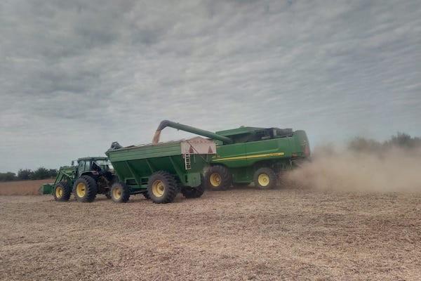 Avanza la cosecha de arroz, soja y sorgo en Entre Ríos