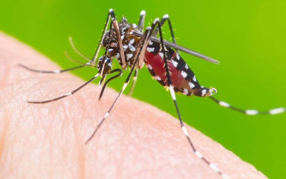 Crecen los casos de dengue en cinco provincias y CABA