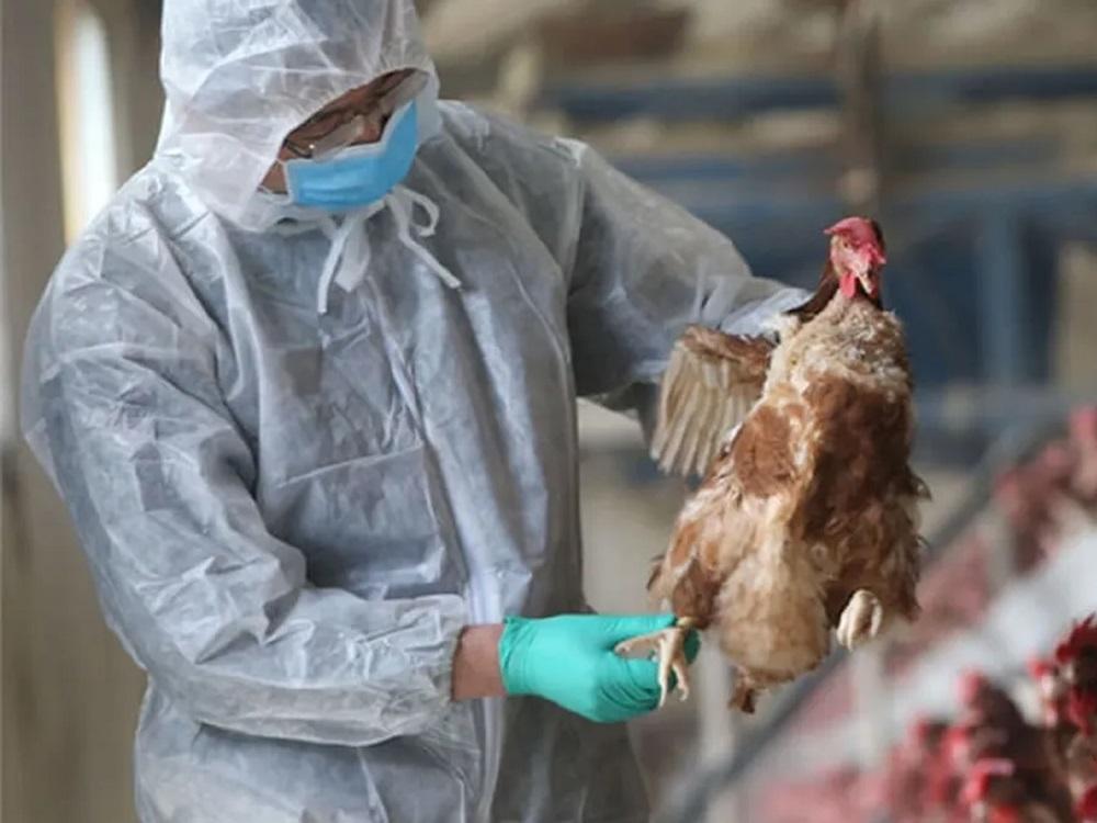 Detectaron un foco de gripe aviar en la provincia