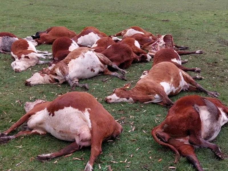 Animales vacunos murieron por intoxicación en campos entrerrianos