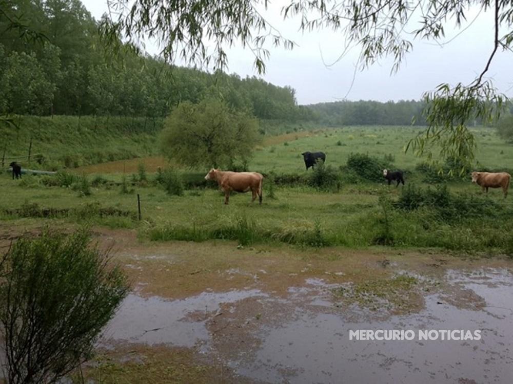 Se profundiza la evacuación de ganado en Villa Paranacito e islas por crecida del río Uruguay