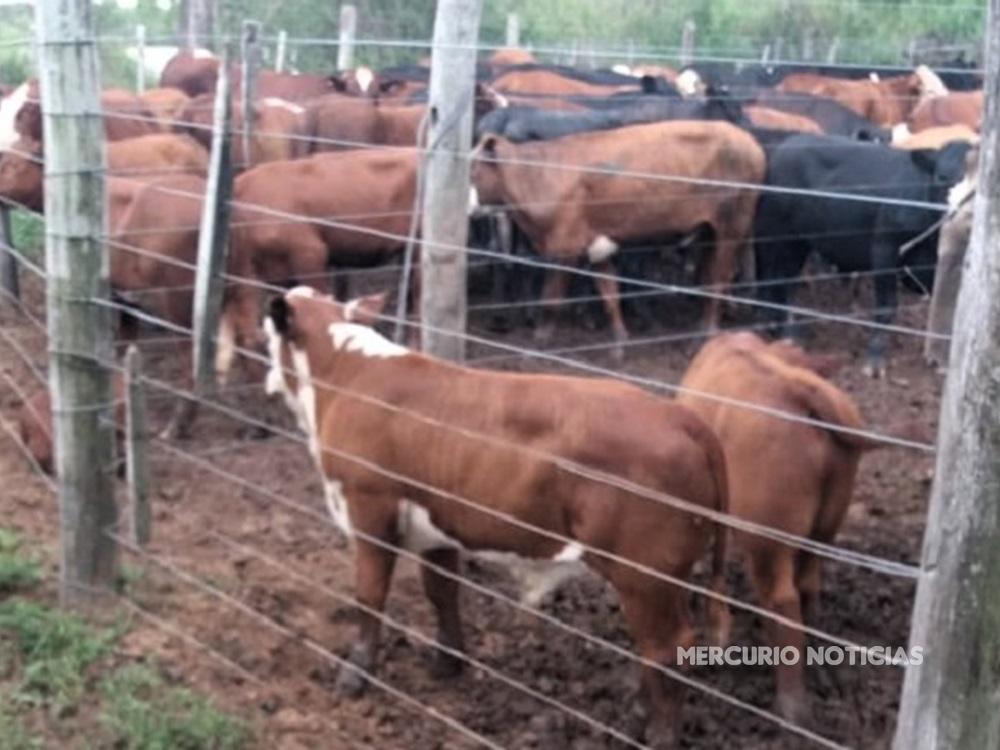 Productores evacuan ganado en Diamante ante posibles crecientes