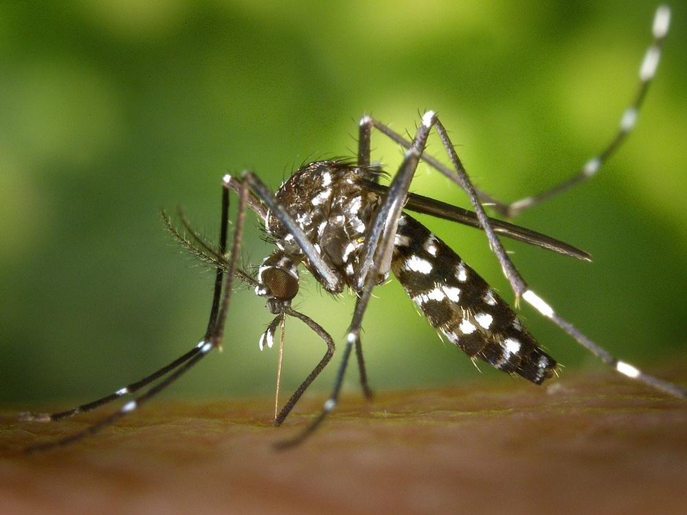 Más de 2.000 nuevos casos de dengue registrados en la última semana