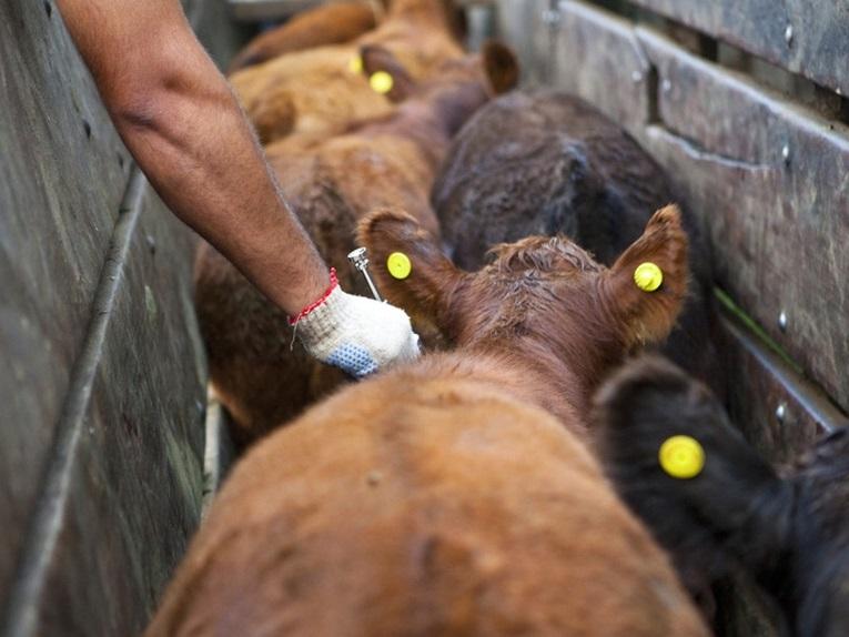 Se detectaron focos de garrapatas en ganado bovino en Mojones Norte