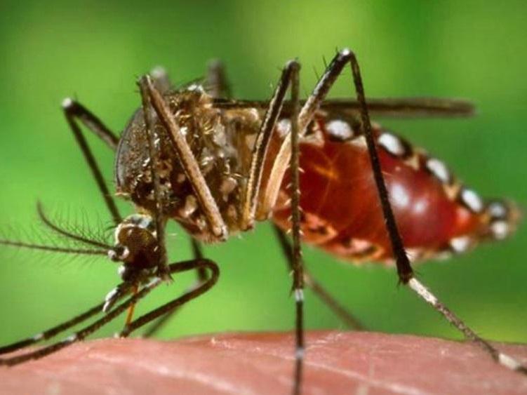 Confirman el primer fallecimiento por dengue en la provincia