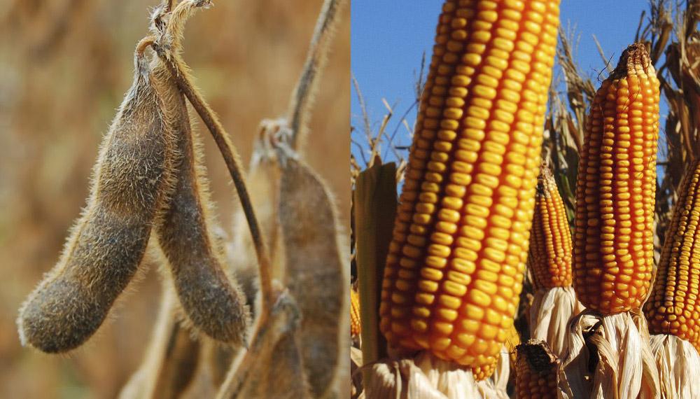 Producciones de maíz y soja caen por condiciones climáticas, según proyecciones