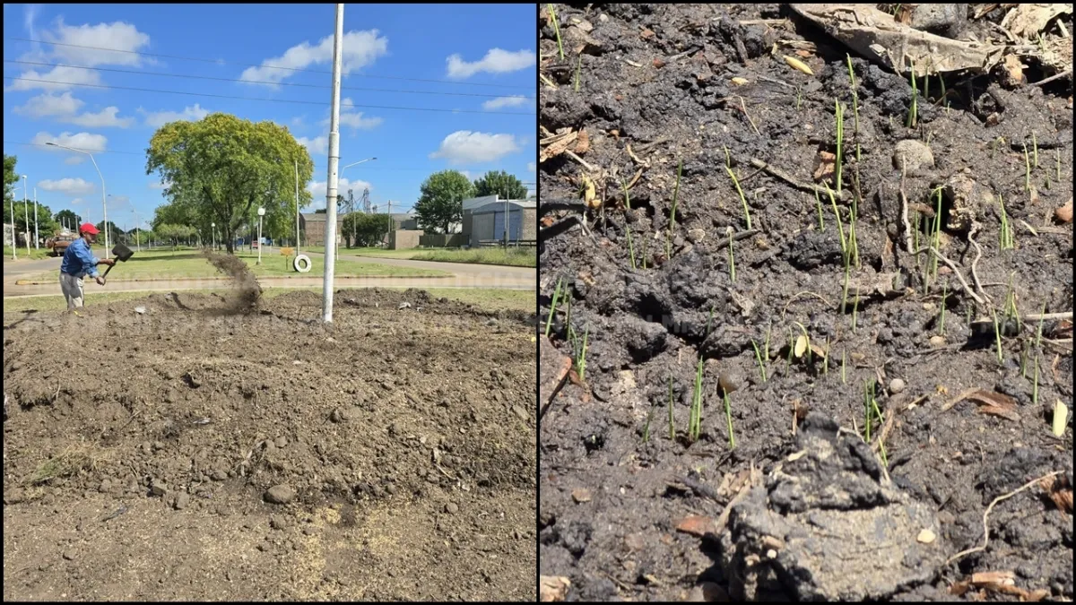 San Salvador innova con la siembra de arroz en espacios públicos para promover su identidad San Salvador innova con la siembra de arroz en espacios públicos para promover su identidad