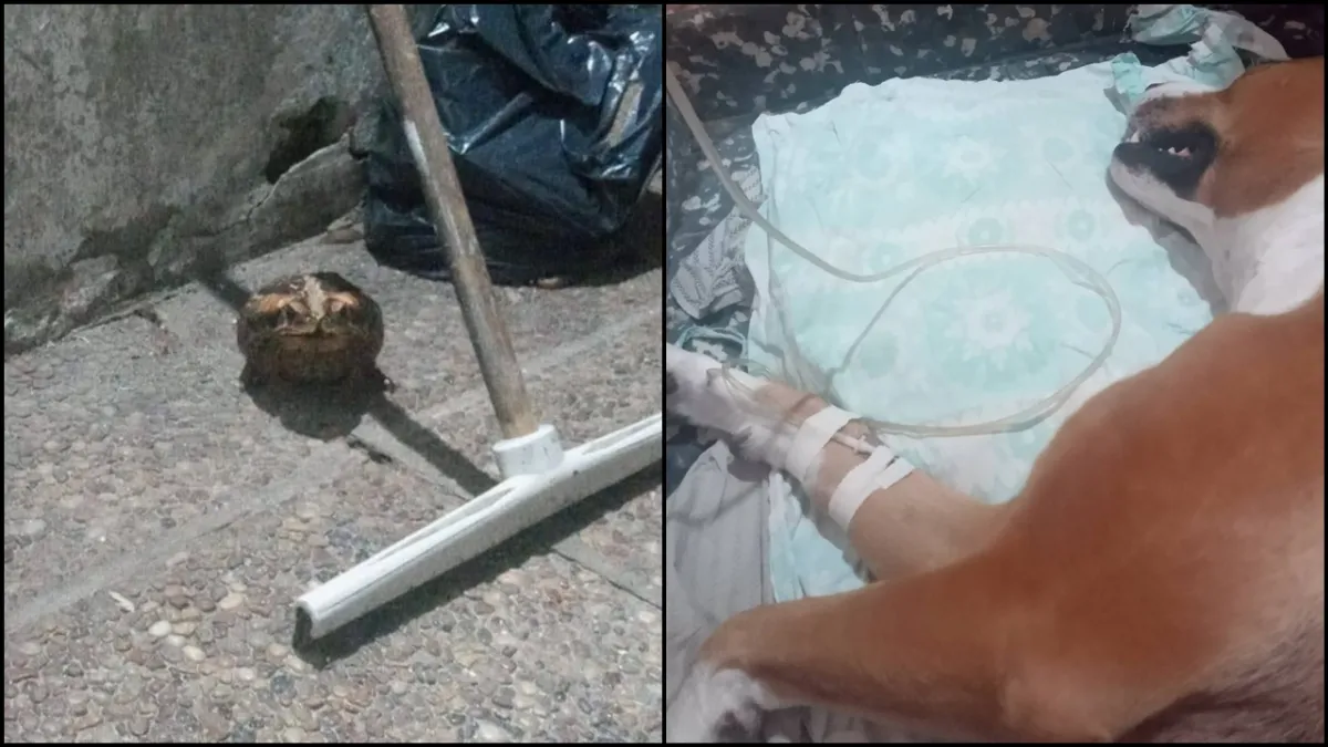 Preocupación por la muerte de perros debido a una toxina en sapos Preocupación por la muerte de perros debido a una toxina en sapos