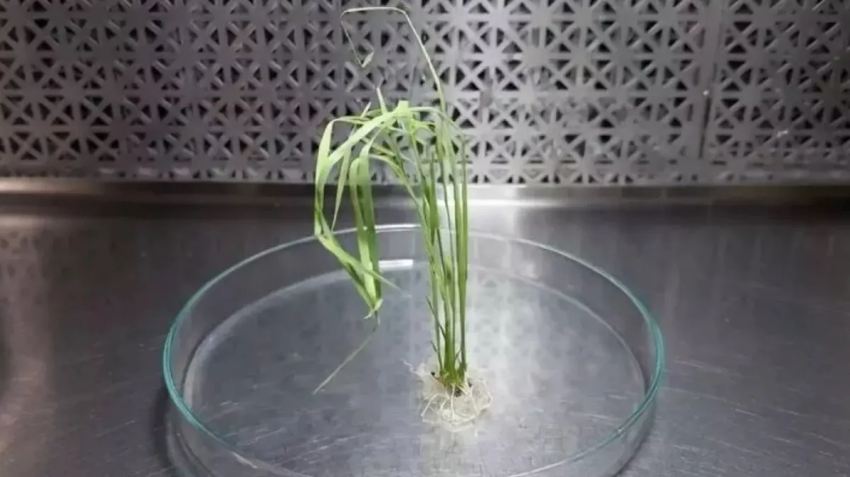 INTA logra regeneración in vitro y edición génica en cultivares élite en arroz INTA logra regeneración in vitro y edición génica en cultivares élite en arroz