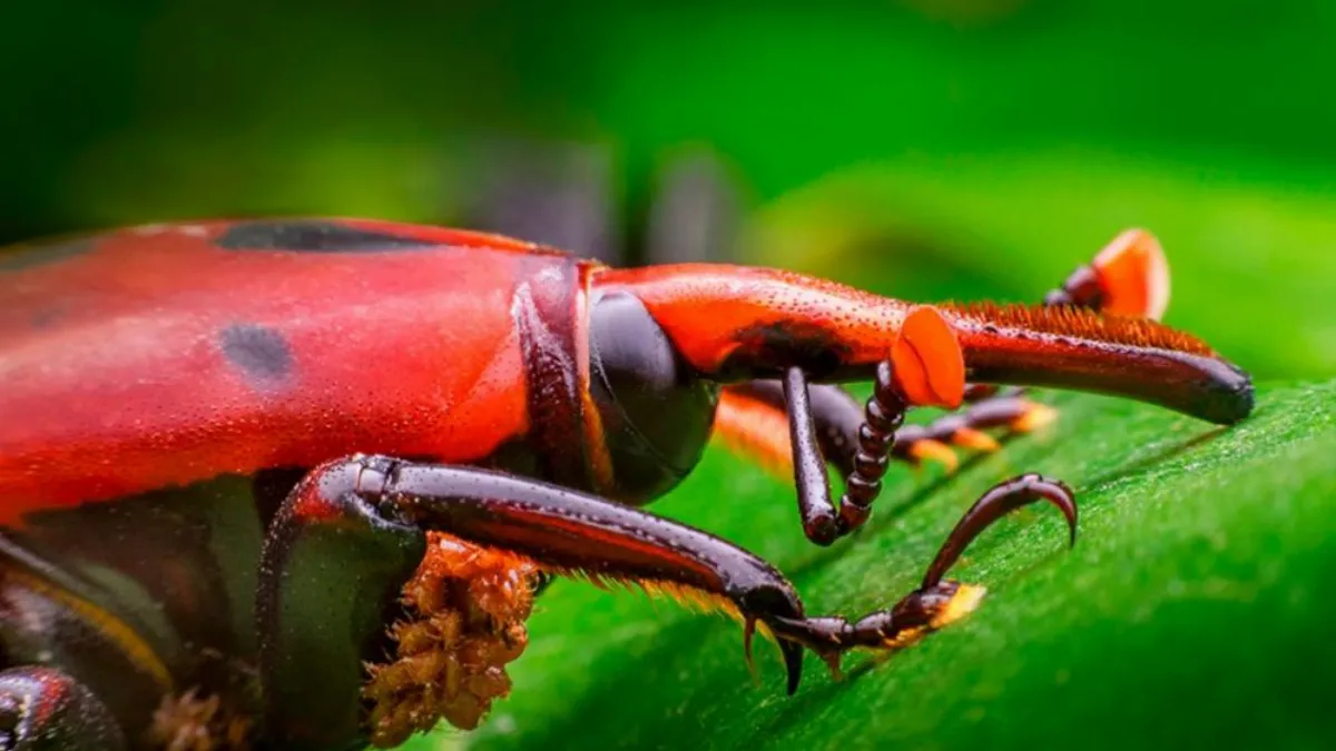 Declararon la emergencia fitosanitaria nacional por picudo rojo de las palmeras Declararon la emergencia fitosanitaria nacional por picudo rojo de las palmeras