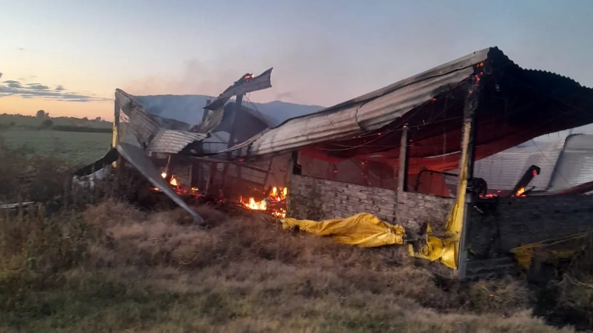 Voraz incendio en un criadero porcino con 500 animales muertos Voraz incendio en un criadero porcino con 500 animales muertos