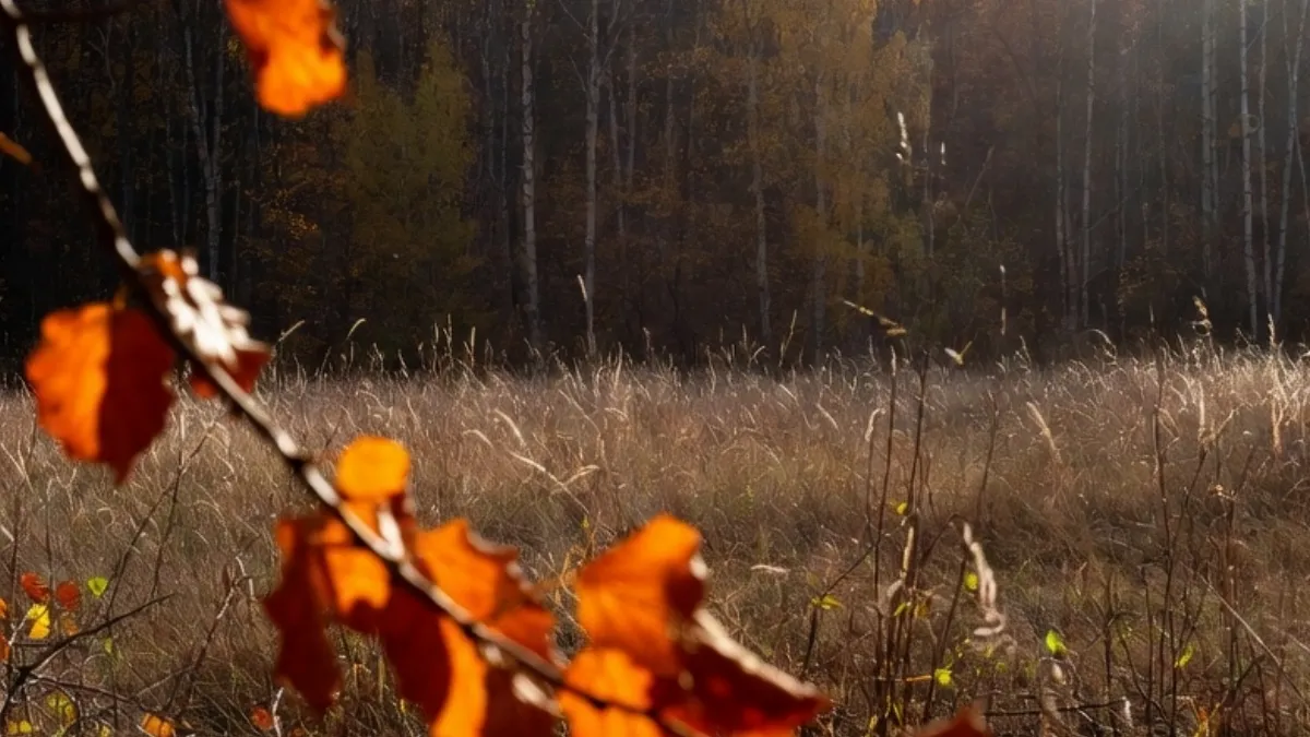 Pronóstico para el otoño: condiciones cálidas y lluvias irregulares en el país Pronóstico para el otoño: condiciones cálidas y lluvias irregulares en el país