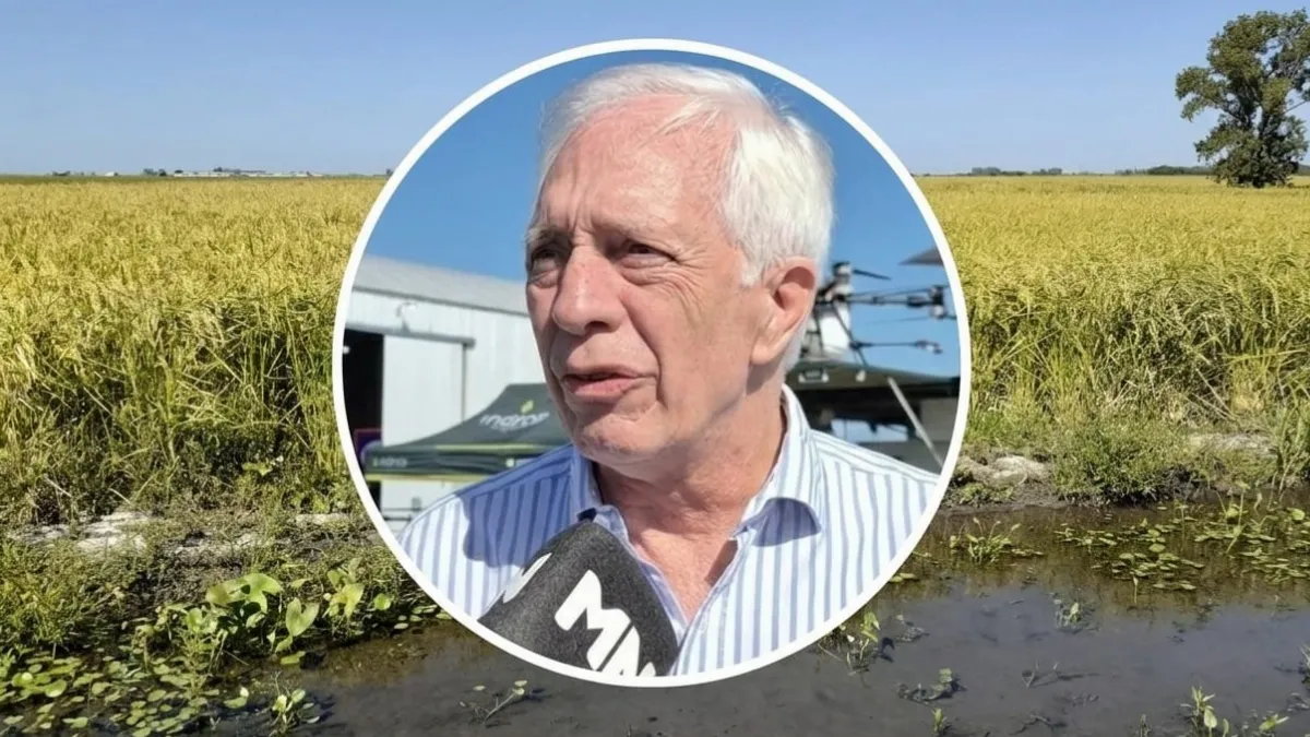 El arroz, un cultivo clave para el desarrollo productivo de la provincia El arroz, un cultivo clave para el desarrollo productivo de la provincia
