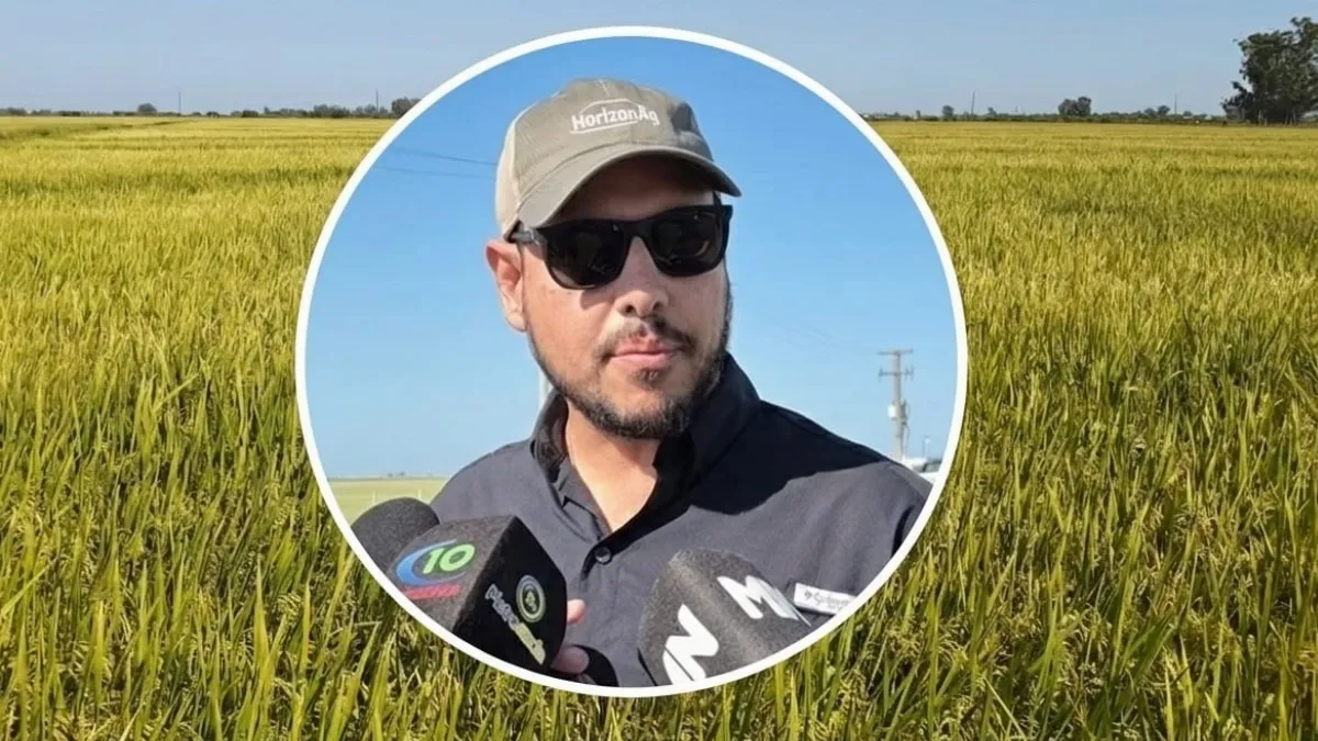 INTA presenta nuevas variedades de arroz para mejorar la producción y sostenibilidad INTA presenta nuevas variedades de arroz para mejorar la producción y sostenibilidad