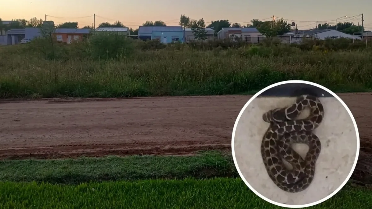 Vecinos solicitan intervención ante la aparición de serpientes en la zona norte Vecinos solicitan intervención ante la aparición de serpientes en la zona norte