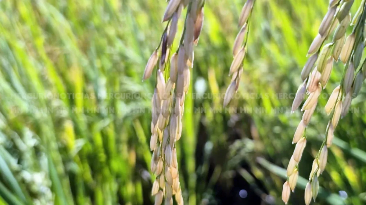 Productores arroceros iniciaron un cese de comercialización y advierten por el impacto económico Productores arroceros iniciaron un cese de comercialización y advierten por el impacto económico
