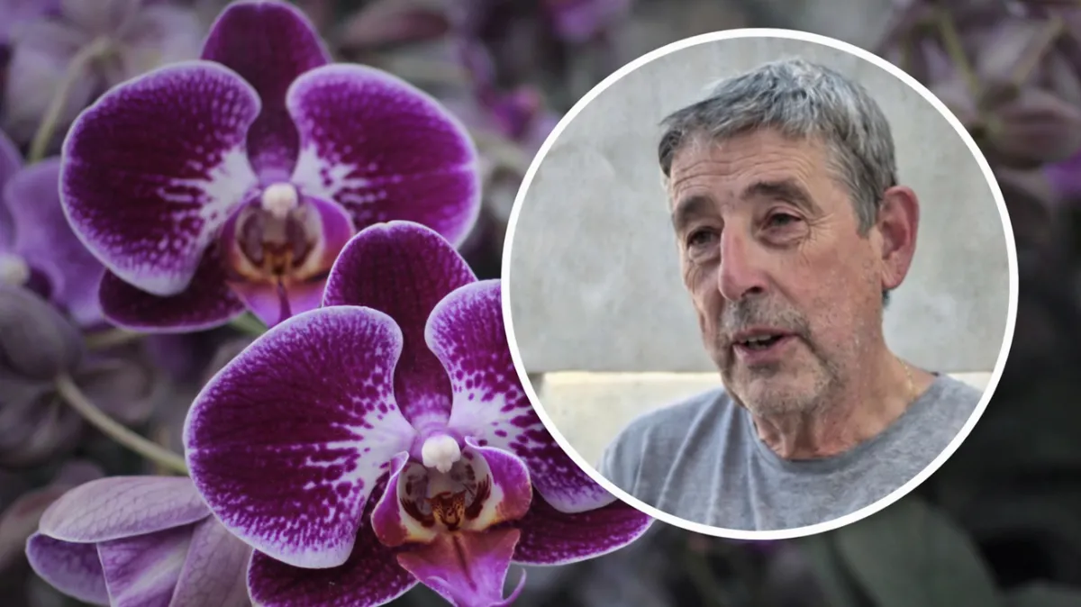 Tata Cis, viverista como hobby, quiere ser uno de los productores más importantes de orquídeas Tata Cis, viverista como hobby, quiere ser uno de los productores más importantes de orquídeas