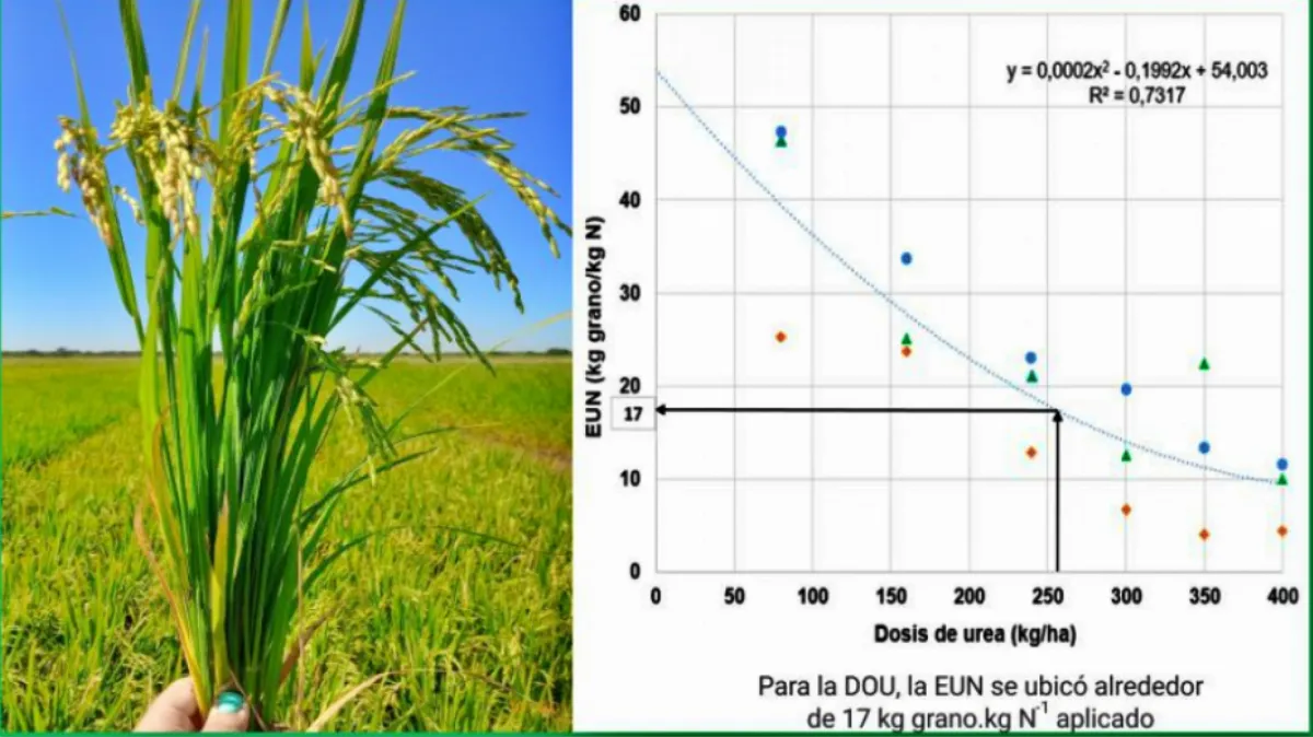 Un estudio del INTA revela claves para mejorar la productividad del arroz en la región Un estudio del INTA revela claves para mejorar la productividad del arroz en la región
