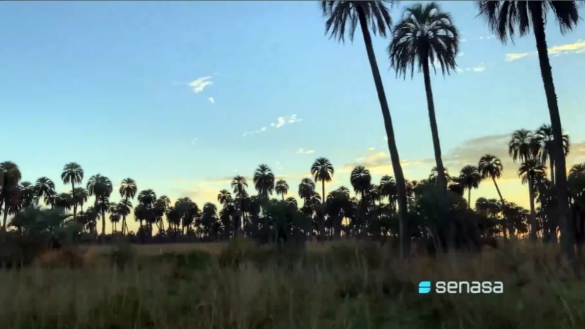 Expertos de Argentina, Brasil y Uruguay abordaron la lucha contra el picudo rojo Expertos de Argentina, Brasil y Uruguay abordaron la lucha contra el picudo rojo