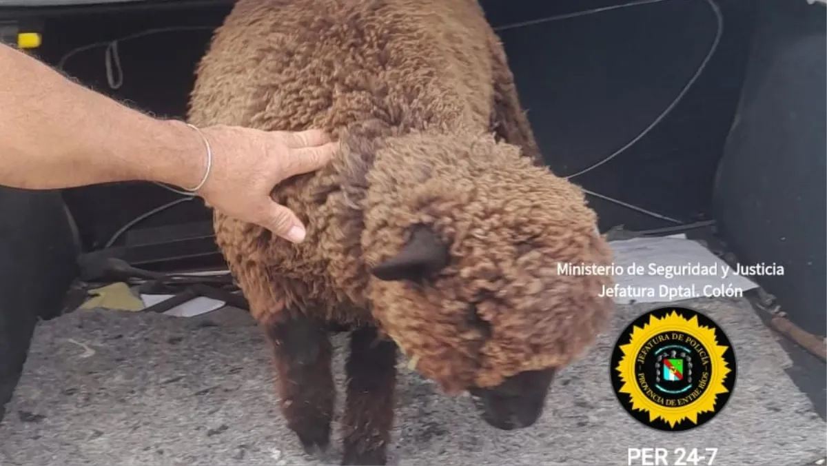 San José: recuperan un animal ovino robado y lo restituyen a su dueño San José: recuperan un animal ovino robado y lo restituyen a su dueño