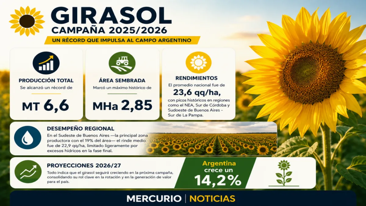El girasol argentino cerró una campaña récord y proyecta otro fuerte crecimiento El girasol argentino cerró una campaña récord y proyecta otro fuerte crecimiento