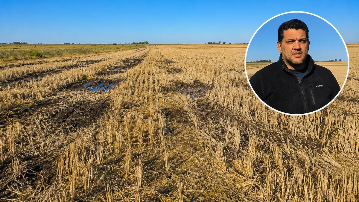 Crisis arrocera: "Llegamos a ser más de 700 productores en la zona, hoy no llegamos a 140" Crisis arrocera: "Llegamos a ser más de 700 productores en la zona, hoy no llegamos a 140"