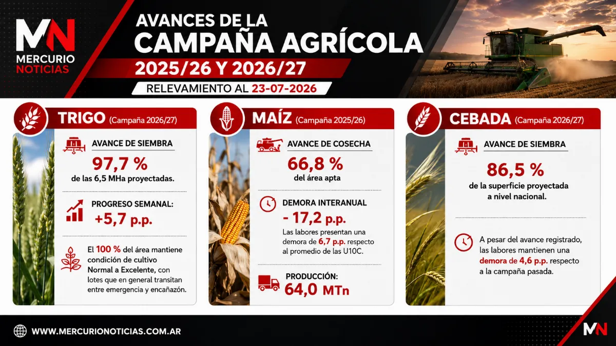 La cosecha de maíz sigue demorada y la siembra de trigo ya cubre casi el 98% del área proyectada La cosecha de maíz sigue demorada y la siembra de trigo ya cubre casi el 98% del área proyectada