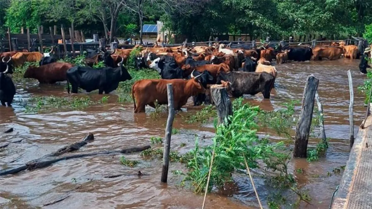 Ya se evacuaron 147.500 animales en cinco provincias, incluida Entre Ríos Ya se evacuaron 147.500 animales en cinco provincias, incluida Entre Ríos